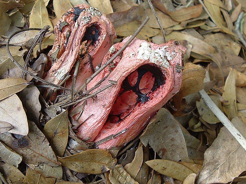 File:Clathrus columnatus two.jpeg