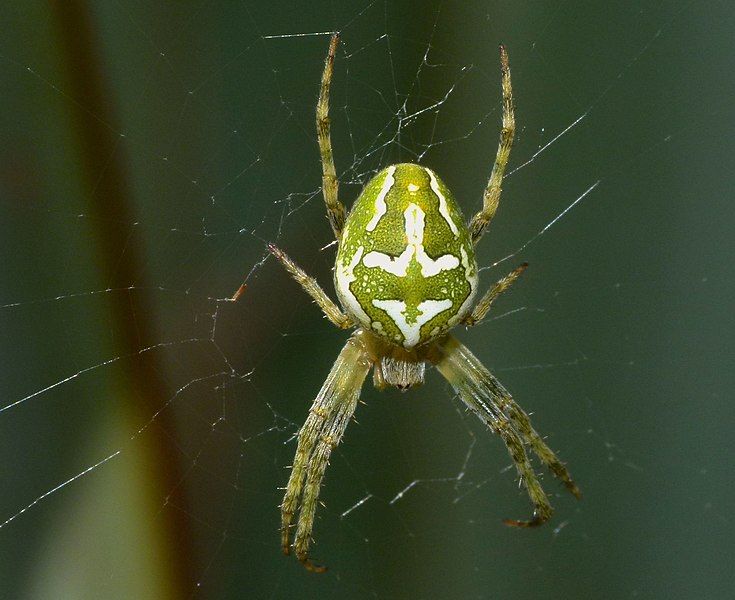 File:Colaranea verutum.jpg