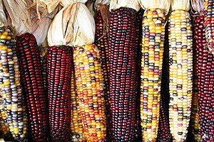 Various cultivars of Maize cobs