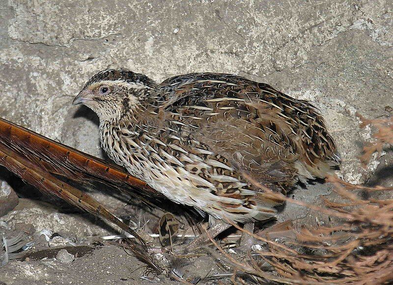 File:Coturnix coturnix (Lmbuga).jpg