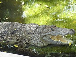 shot at Bannerghatta National Park,Bangalore,India.