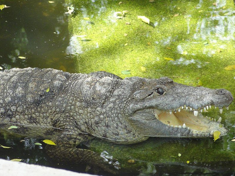 File:Crocodile@Bannergatta.JPG