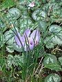 Crocus sativus