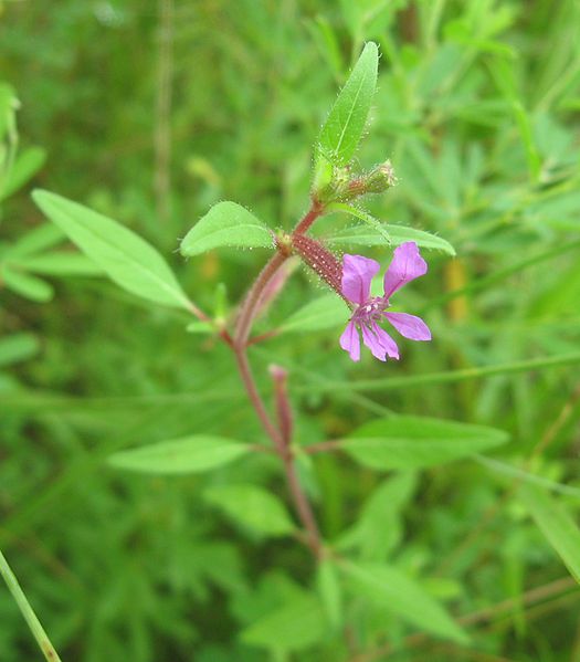 File:Cuphea viscosissima wild.jpg