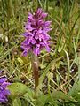 Dactylorhiza majalis