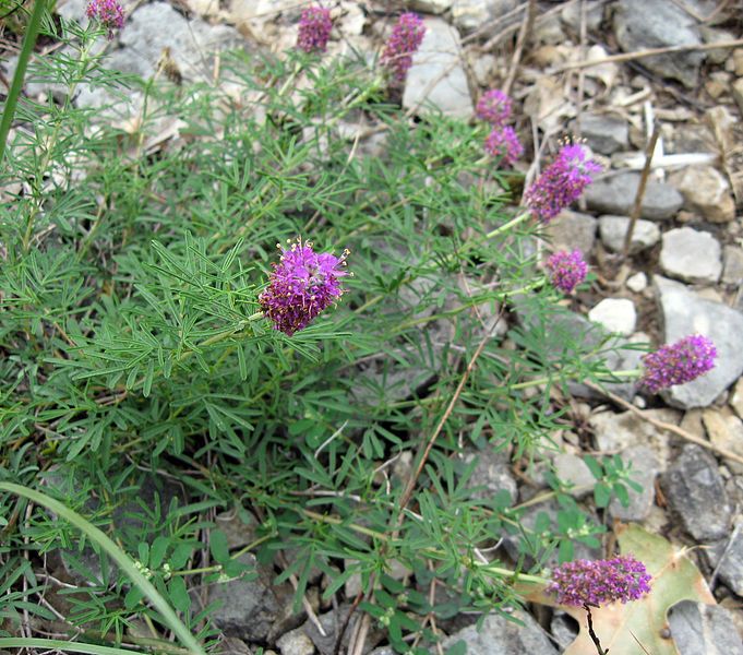 File:Dalea gattingeri.jpg