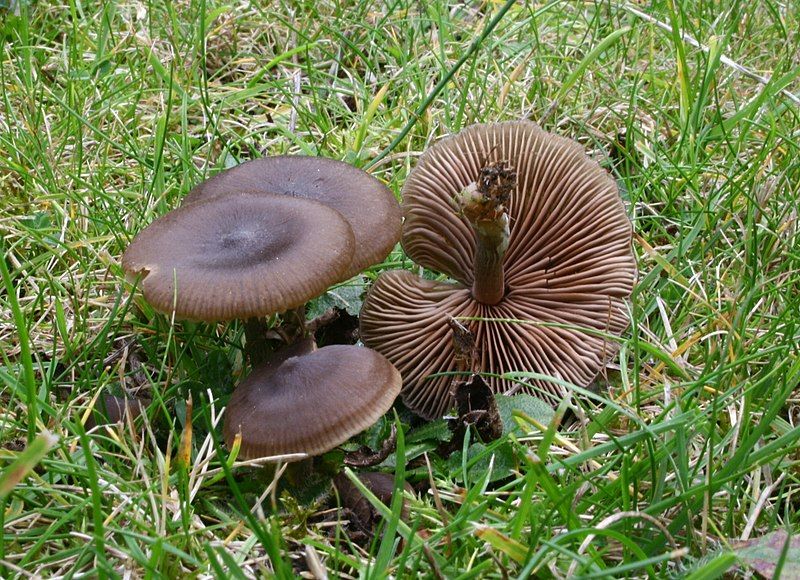 File:Entoloma sericeum 081102w.JPG