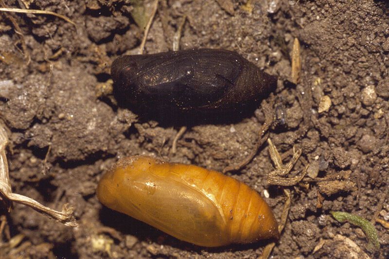 File:Erebia aethiops chrysalis.jpg