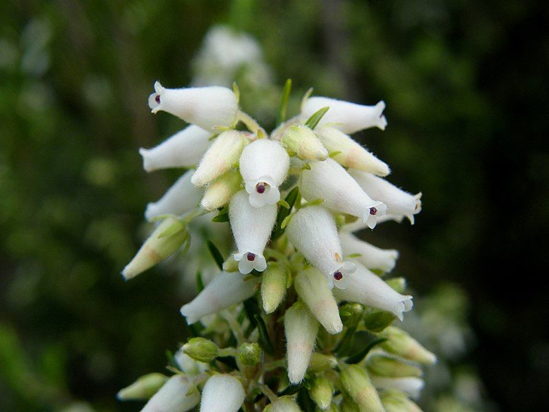 File:Erica caffra (2).jpg