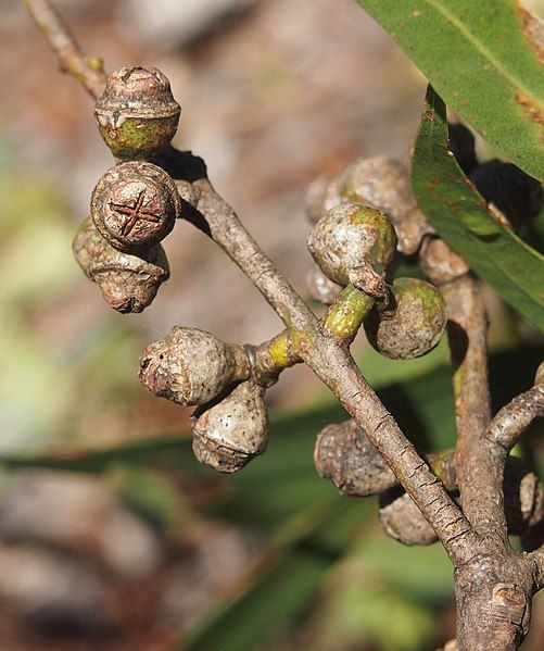 File:Eucalyptus exserta capsules.jpg