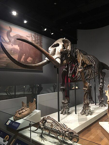 File:FMNH Mastodon.jpg