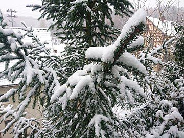 Spruce in snow