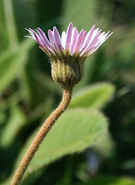 File:Gerbera ambigua 3.jpg