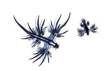 Glaucus atlanticus