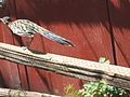 Greater Roadrunner