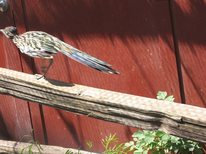 File:GreaterRoadrunnerOKCZoo.JPG