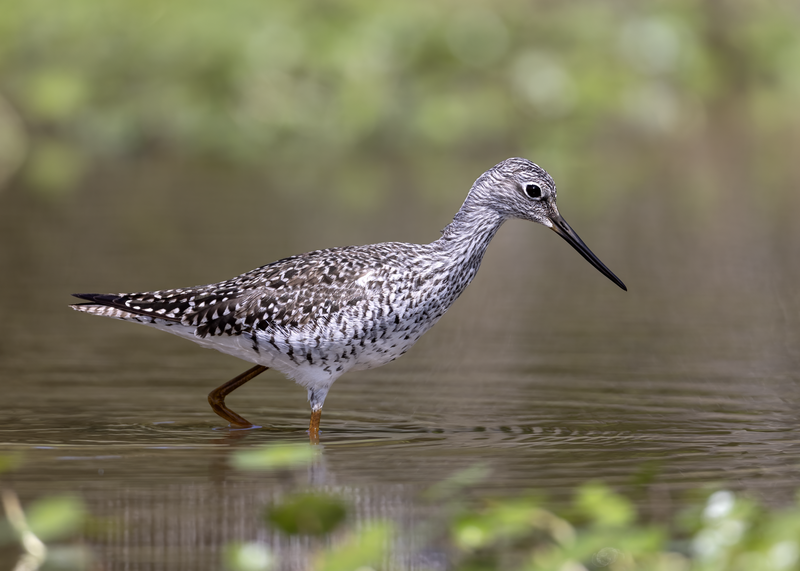 File:Greater Yellowlegs Huntley.png