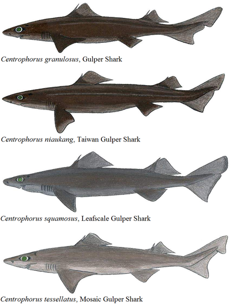 File:Gulper shark comparisons.png