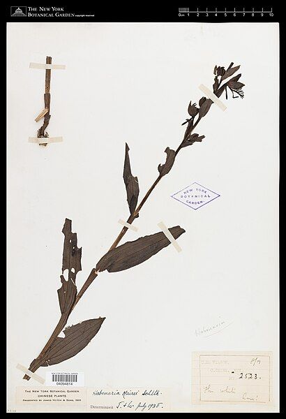 File:Habenaria mairei.jpg