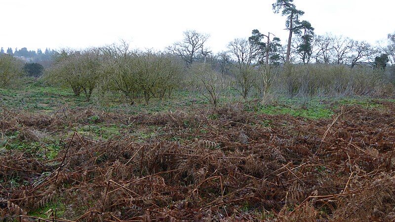 File:Hankley Farm (3).jpg