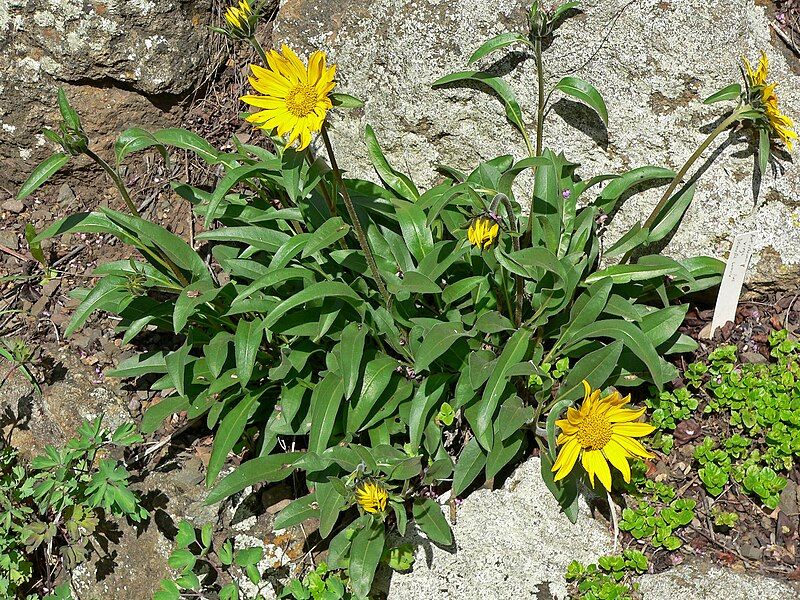 File:Helianthella castanea 1.jpg