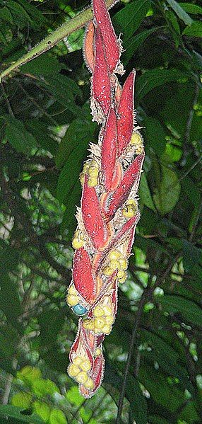 File:Heliconia mutisiana (9712591868).jpg