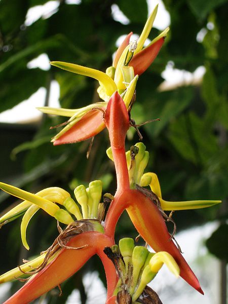 File:Heliconia sarapiquensis.JPG