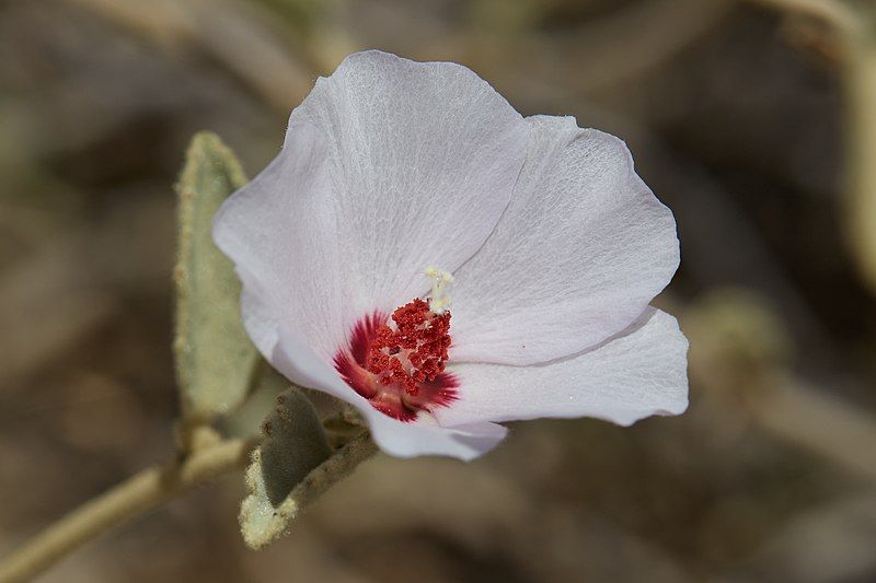 File:Hibiscus denudatus 130823384.jpg