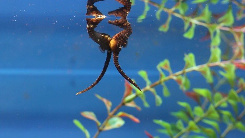 File:Hippocampus haema mating.jpg