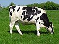 Holstein cow