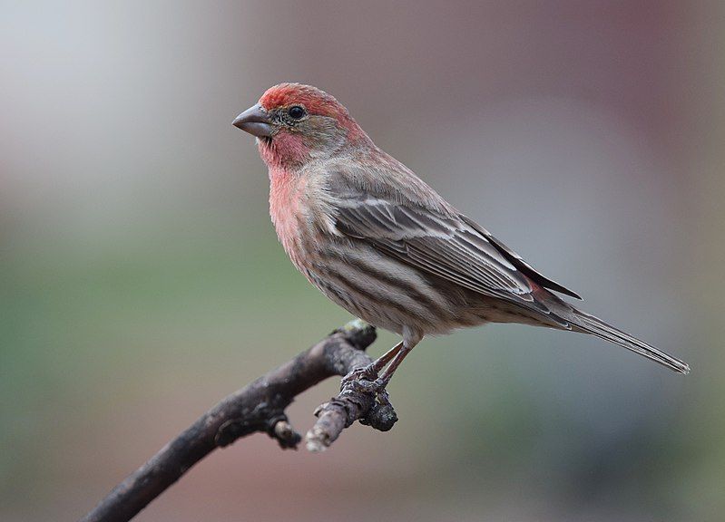 File:House Finch (32847677535).jpg