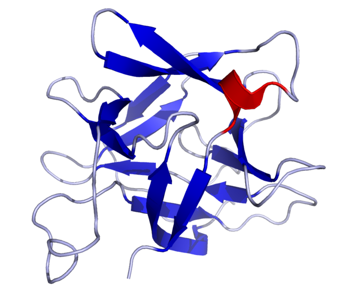 File:IL18 Solution Structure.rsh.png