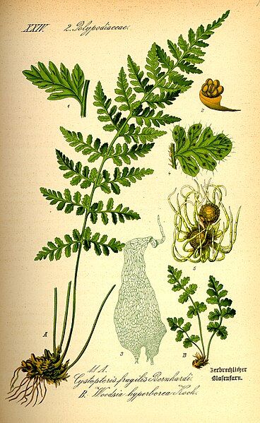 File:Illustration Woodsia alpina0.jpg