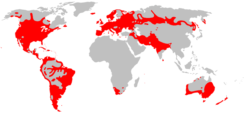 File:Indo-European languages distribution.png