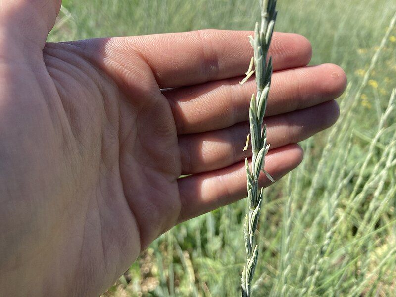 File:Intermediate wheatgrass flowering.jpg