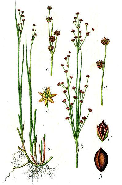 File:Juncus alpinoarticulatus Sturm13.jpg