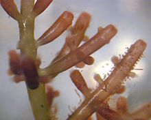 Close-up of a red alga ("Laurencia" sp.), a marine seaweed from Hawaii.