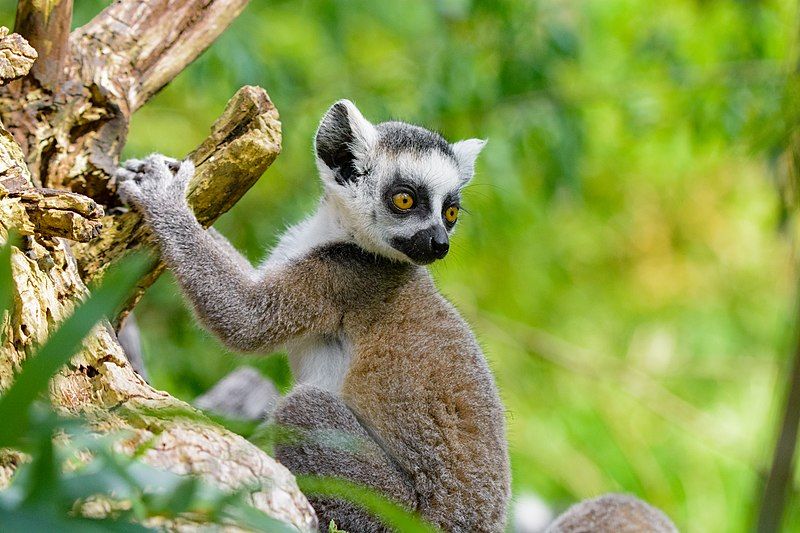 File:Lemur (41451971094).jpg