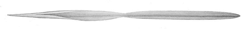 File:Lepidoteuthis grimaldii gladius.jpg