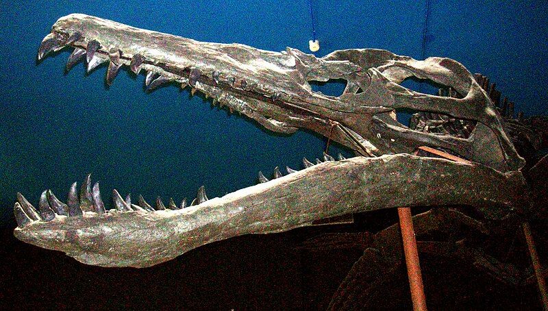 File:Liopleurodon ferox 2.jpg