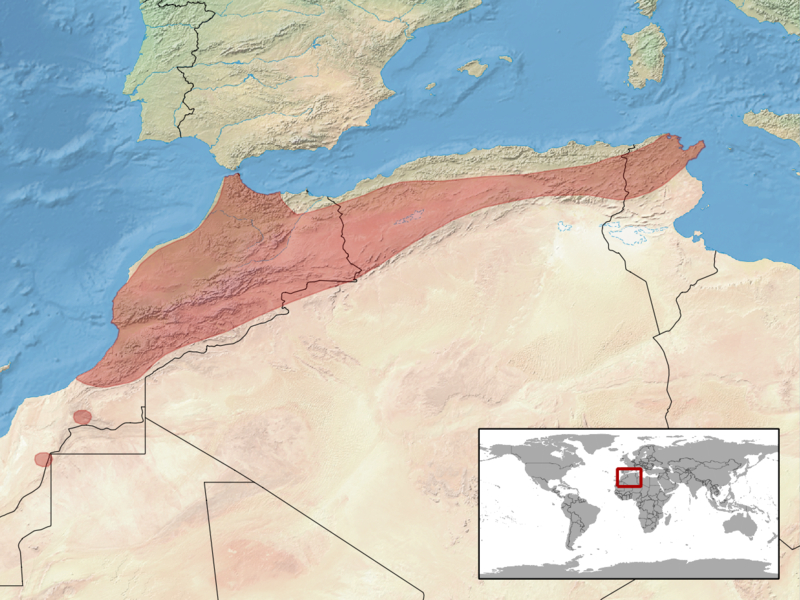 File:Macrovipera mauritanica distribution.png