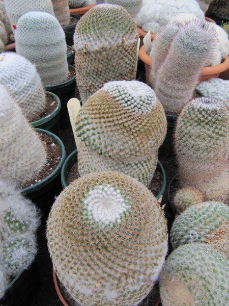 File:Mamillaria huitzilopochtli (3779452406).jpg