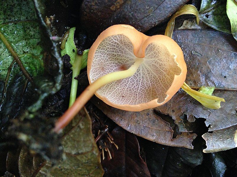 File:Marasmius cladophyllus 521647.jpg