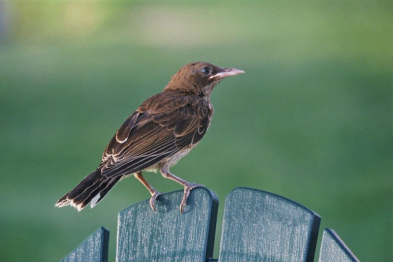 File:Margarops fuscatus1.jpg