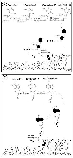 File:Mechanismofactionfornrti.jpg