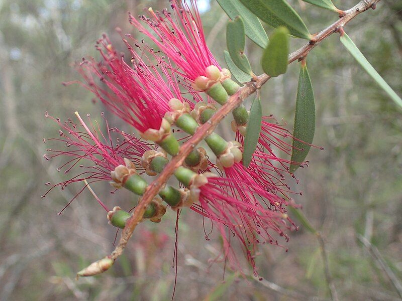 File:Melaleuca megalongensis flowers.jpg