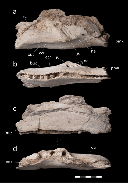 File:Minqaria (right maxilla).png