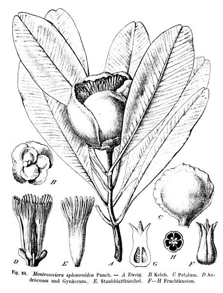 File:Montrouziera sphaeroidea.jpg