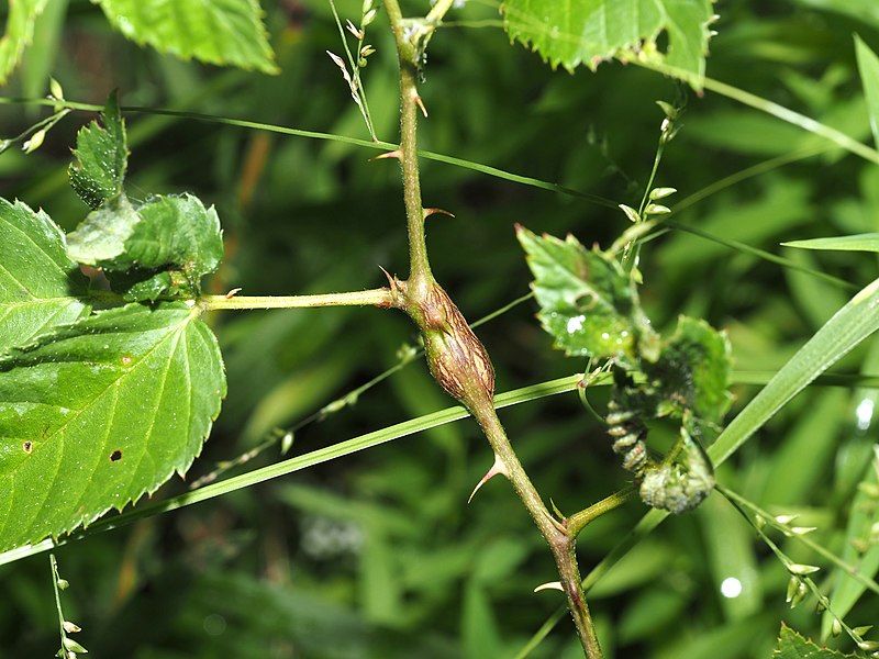 File:Neolasioptera nodulosa 228075625.jpg