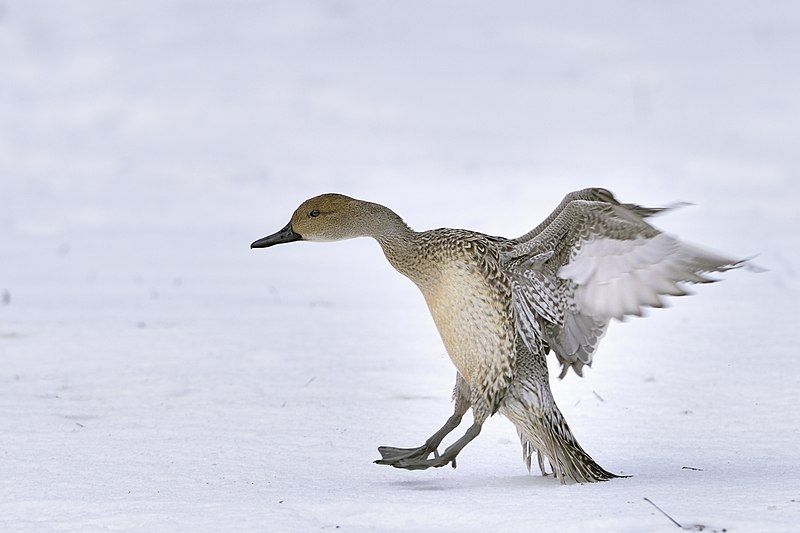 File:Northern pintail.2.jpg